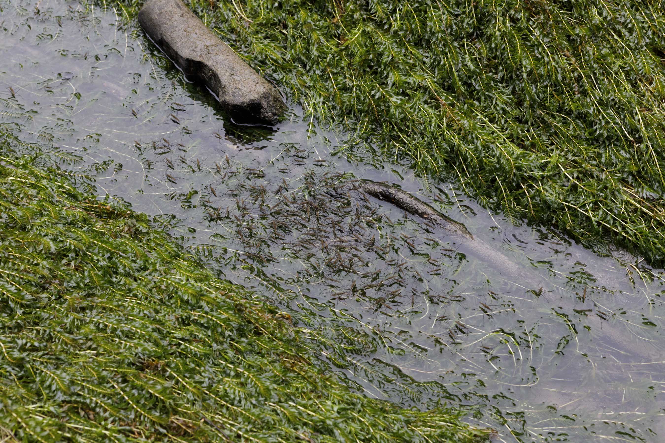 water striders on rest water in an empty industrial stream